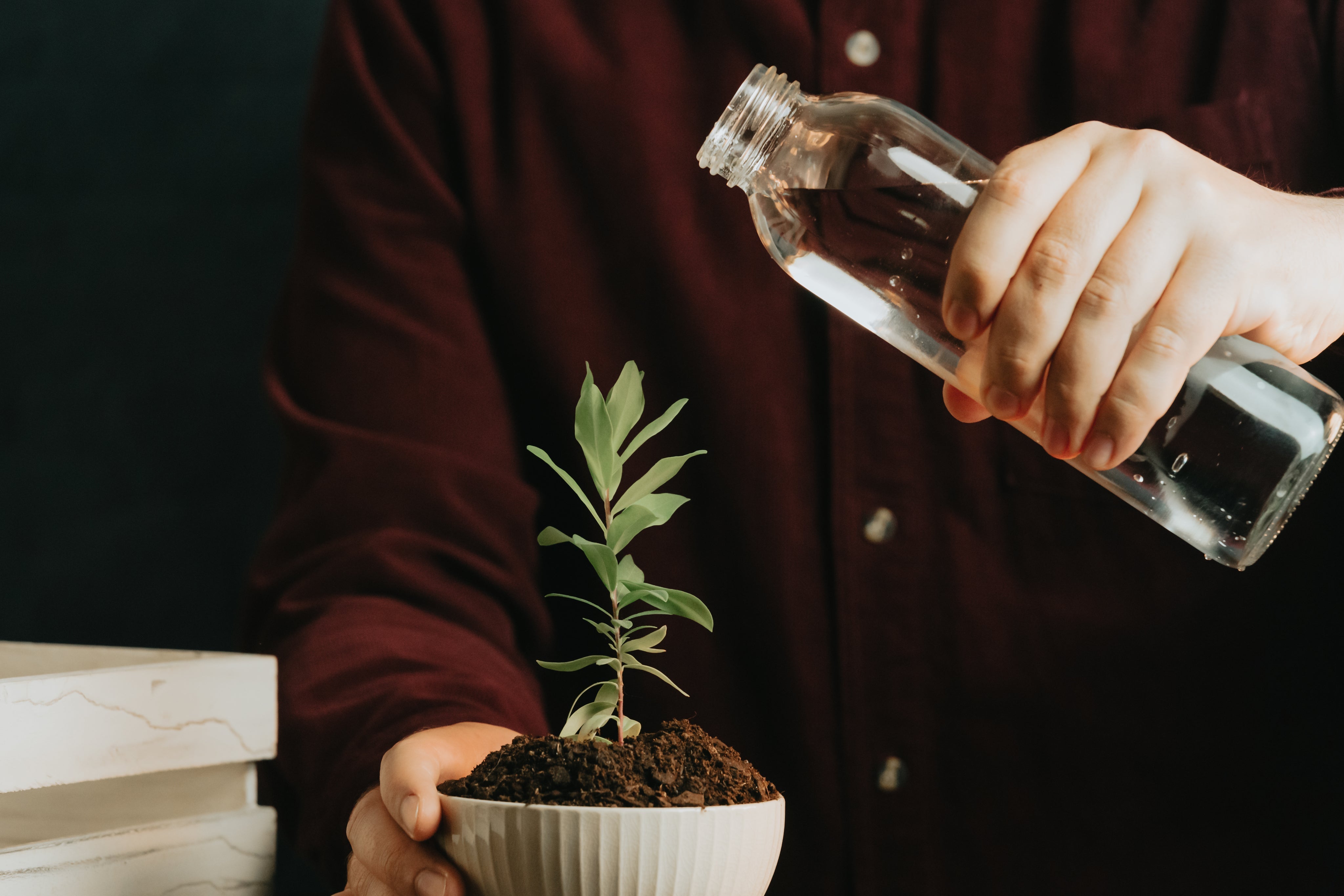 5 Verzorgingstips om jouw kamerplanten te laten stralen!