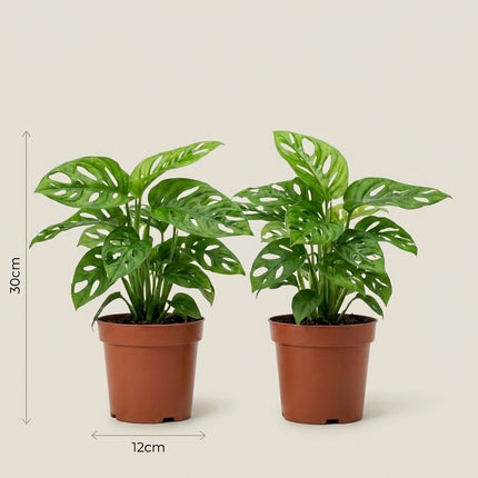 Monstera Monkey Leaf - 2x - Ø12cm - ↕30cm – afmetingen 30cm hoog, 12cm diameter