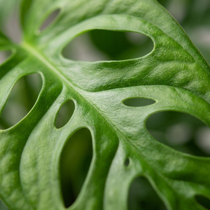 Monstera Monkey Leaf - 2x - Ø12cm - ↕30cm – close-up bladtextuur