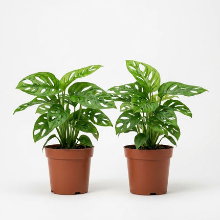Monstera Monkey Leaf - 2x - Ø12cm - ↕30cm – kamerplant op witte achtergrond