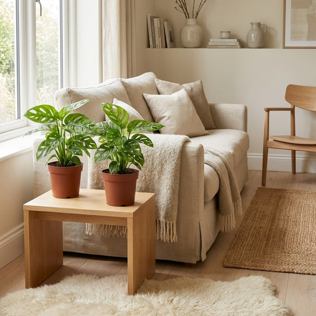 Monstera Monkey Leaf - 2x - Ø12cm - ↕30cm – gestyled in woonkamer interieur