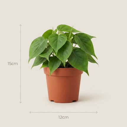 Philodendron Scandens - 2x - Ø12cm - ↕15cm – afmetingen 15cm hoog, 12cm diameter
