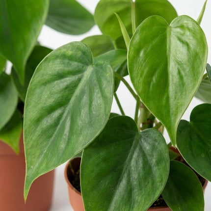 Philodendron Scandens - 2x - Ø12cm - ↕15cm – close-up bladtextuur
