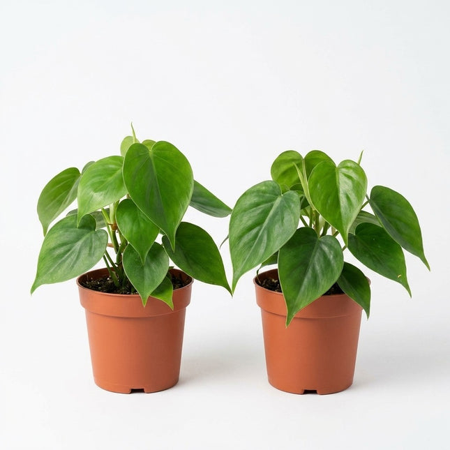 Philodendron Scandens - 2x - Ø12cm - ↕15cm – kamerplant op witte achtergrond