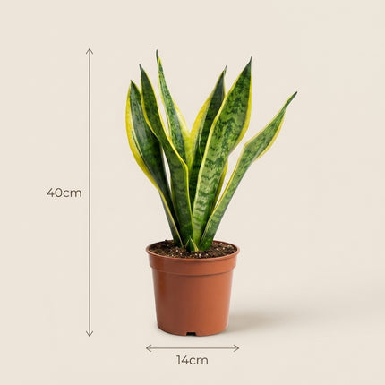 Sansevieria Laurentii - 2x - Ø14cm - ↕40cm – afmetingen 40cm hoog, 14cm diameter