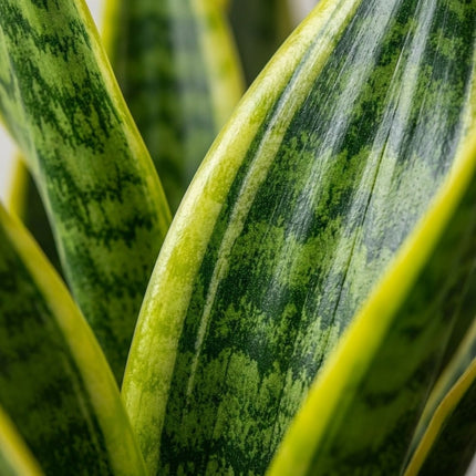 Sansevieria Laurentii - 2x - Ø14cm - ↕40cm – close-up bladtextuur
