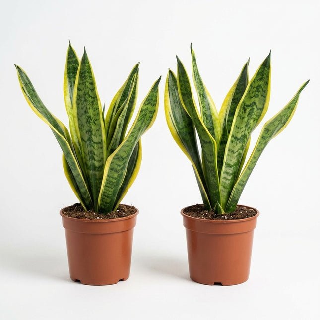 Sansevieria Laurentii - 2x - Ø14cm - ↕40cm – kamerplant op witte achtergrond