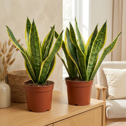 Sansevieria Laurentii - 2x - Ø14cm - ↕40cm in een sfeervol interieur