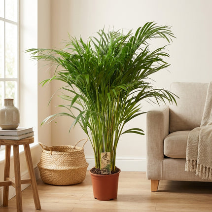 Dypsis Lutescens - Areca Palm - Ø21cm - ↕110cm in een sfeervol interieur