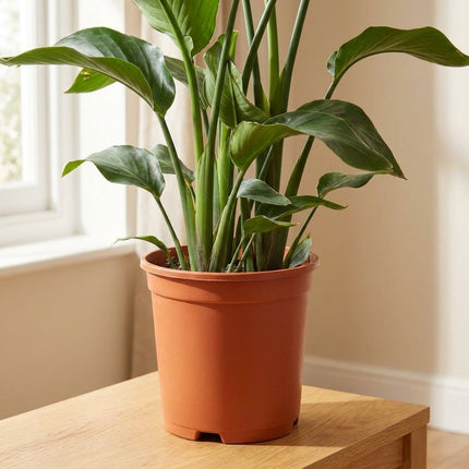 Detail van Strelitzia Nicolai - Ø21cm - ↕80cm