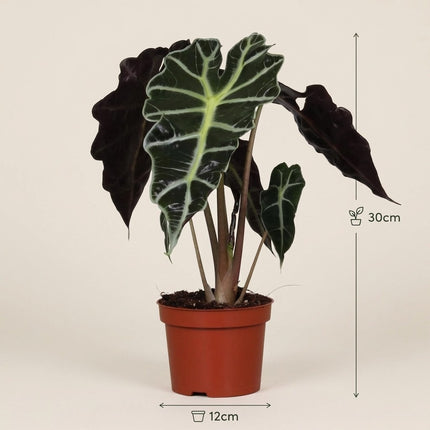 Alocasia Amazonica Polly - Ø12cm - ↕30cm – afmetingen 30cm hoog, 12cm diameter
