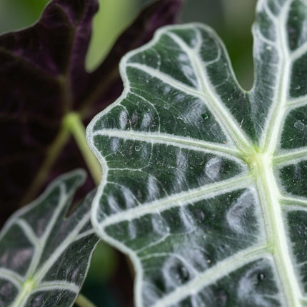 Alocasia Amazonica Polly - Ø12cm - ↕30cm – close-up bladtextuur