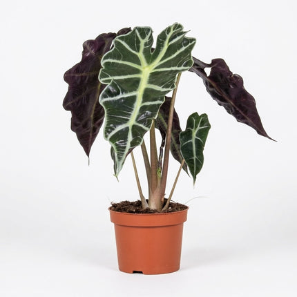 Alocasia Amazonica Polly - Ø12cm - ↕30cm – kamerplant op witte achtergrond
