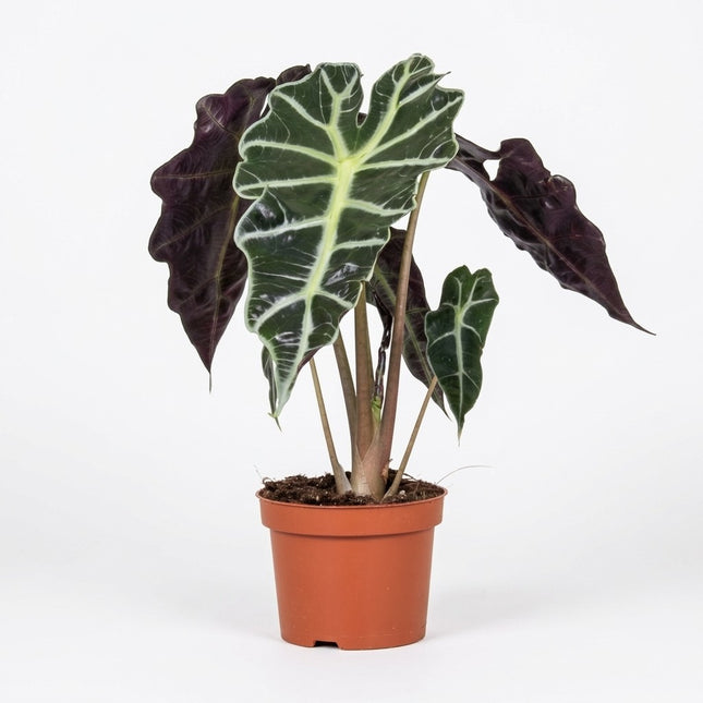 Alocasia Amazonica Polly - Ø12cm - ↕30cm – kamerplant op witte achtergrond