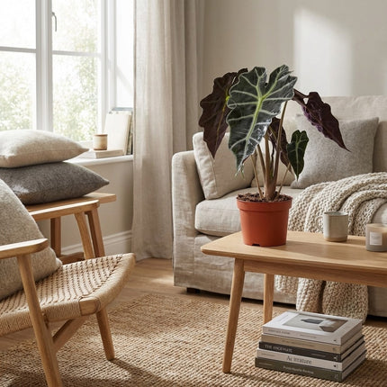 Alocasia Amazonica Polly - Ø12cm - ↕30cm – gestyled in woonkamer interieur