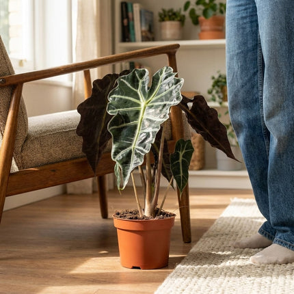 Alocasia Amazonica Polly - Ø12cm - ↕30cm – formaat indicatie 30cm