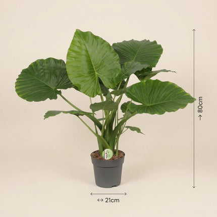 Alocasia Gageana California - Ø21cm - ↕80cm – afmetingen 80cm hoog, 21cm diameter