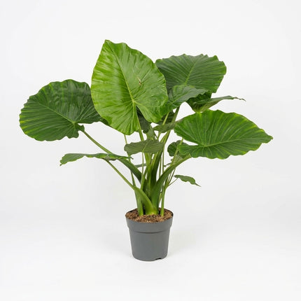 Alocasia Gageana California - Ø21cm - ↕80cm – kamerplant op witte achtergrond
