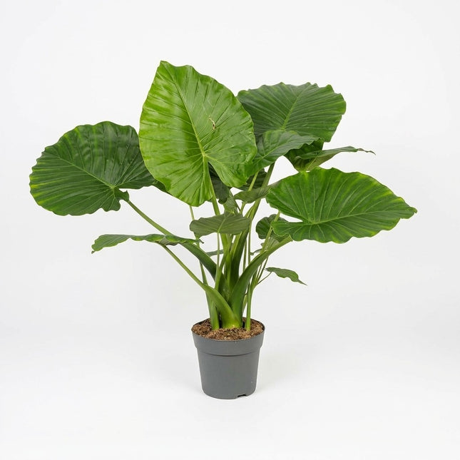 Alocasia Gageana California - Ø21cm - ↕80cm – kamerplant op witte achtergrond