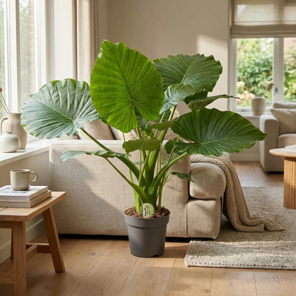 Alocasia Gageana California - Ø21cm - ↕80cm – gestyled in woonkamer interieur