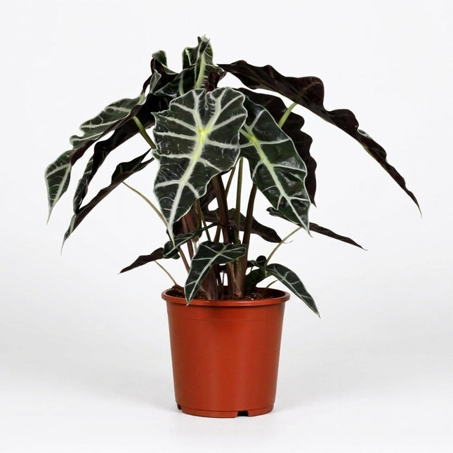 Alocasia Polly - Ø17cm - ↕45cm – kamerplant op witte achtergrond