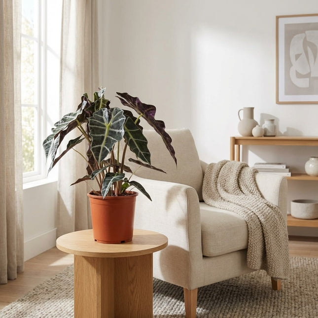 Alocasia Polly - Ø17cm - ↕45cm – gestyled in woonkamer interieur