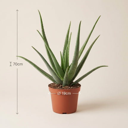Aloe Vera - Ø19cm - ↕70cm – afmetingen 70cm hoog, 19cm diameter