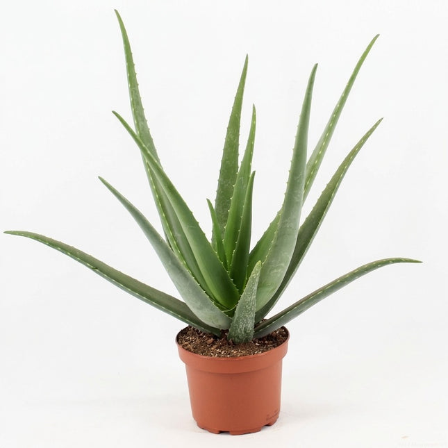 Aloe Vera - Ø19cm - ↕70cm – kamerplant op witte achtergrond