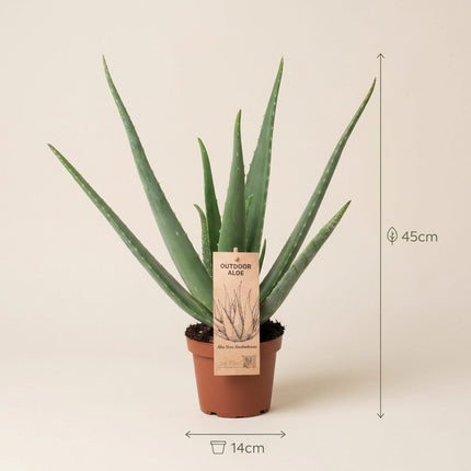 Aloe Vera P14 - Ø14cm - ↕45cm – afmetingen 45cm hoog, 14cm diameter