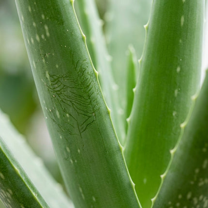 Aloe Vera P14 - Ø14cm - ↕45cm – close-up bladtextuur