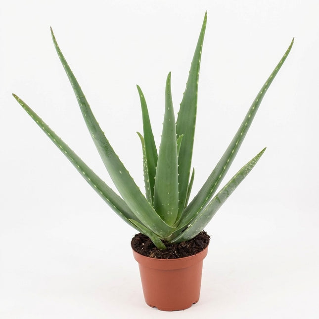 Aloe Vera P14 - Ø14cm - ↕45cm – kamerplant op witte achtergrond