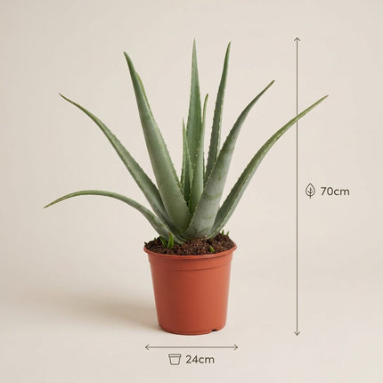 Aloe Vera P24 - Ø24cm - ↕70cm – afmetingen 70cm hoog, 24cm diameter