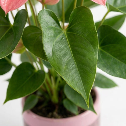 Anthurium Pink in P&PURE 'Special Pour Toi' Verpakking – close-up bladtextuur