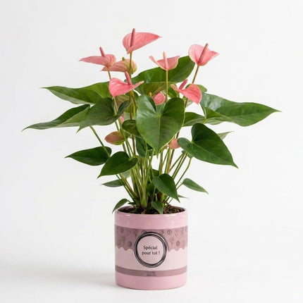 Anthurium Pink in P&PURE 'Special Pour Toi' Verpakking – kamerplant op witte achtergrond