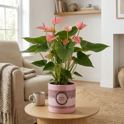 Anthurium Pink in P&PURE 'Special Pour Toi' Verpakking – gestyled in woonkamer interieur
