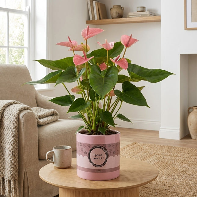 Anthurium Pink in P&PURE 'Special Pour Toi' Verpakking – gestyled in woonkamer interieur