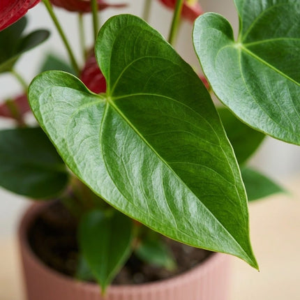 Anthurium Red in ELHO Vibes Fold 14cm roze – close-up bladtextuur