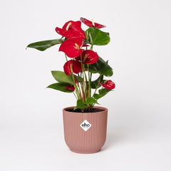 Anthurium Red in ELHO Vibes Fold 14cm roze – kamerplant op witte achtergrond