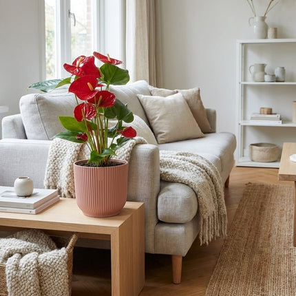 Anthurium Red in ELHO Vibes Fold 14cm roze – gestyled in woonkamer interieur