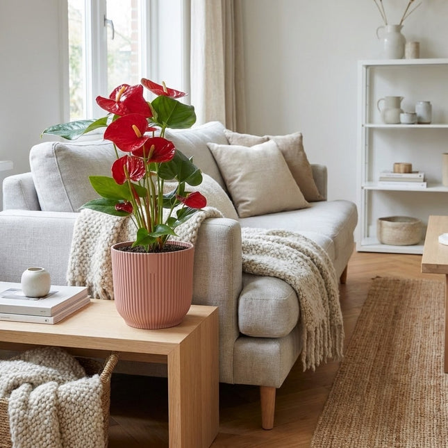 Anthurium Red in ELHO Vibes Fold 14cm roze – gestyled in woonkamer interieur