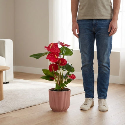 Anthurium Red in ELHO Vibes Fold 14cm roze – formaat indicatie 60cm