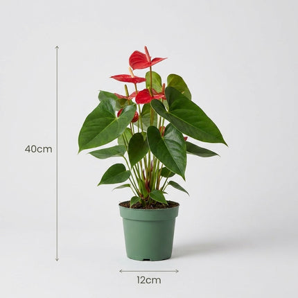 Anthurium Red - Ø12cm - ↕40cm – afmetingen 40cm hoog, 12cm diameter