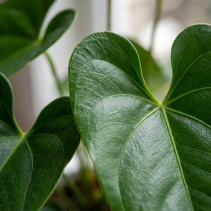 Anthurium Red - Ø12cm - ↕40cm – close-up bladtextuur
