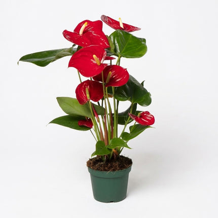 Anthurium Red - Ø12cm - ↕40cm – kamerplant op witte achtergrond