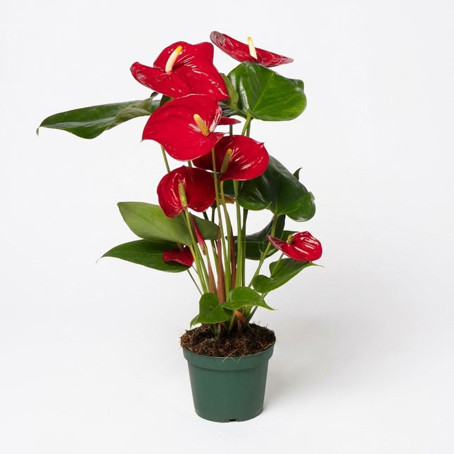 Anthurium Red - Ø12cm - ↕40cm – kamerplant op witte achtergrond