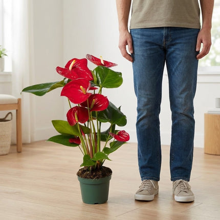 Anthurium Red - Ø12cm - ↕40cm – formaat indicatie 40cm