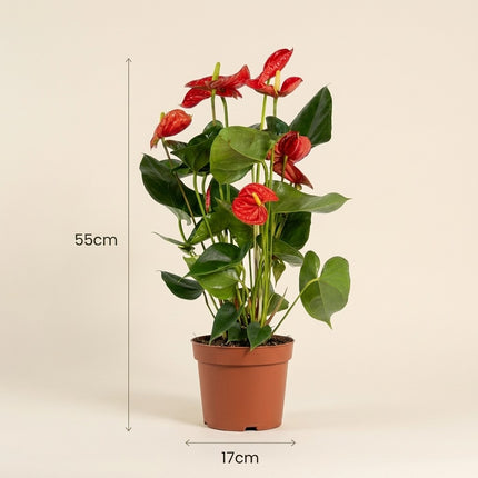Anthurium Red - Ø17cm - ↕55cm – afmetingen 55cm hoog, 17cm diameter