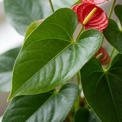 Anthurium Red - Ø17cm - ↕55cm – close-up bladtextuur