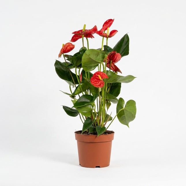 Anthurium Red - Ø17cm - ↕55cm – kamerplant op witte achtergrond