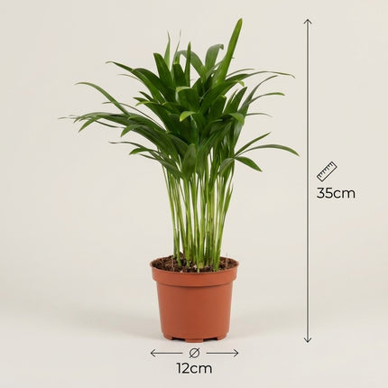 Areca Dypsis - Ø12cm - ↕35cm – afmetingen 35cm hoog, 12cm diameter